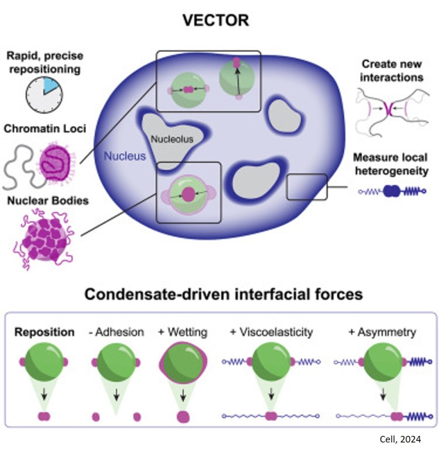 How condensate alter the genomic architecture