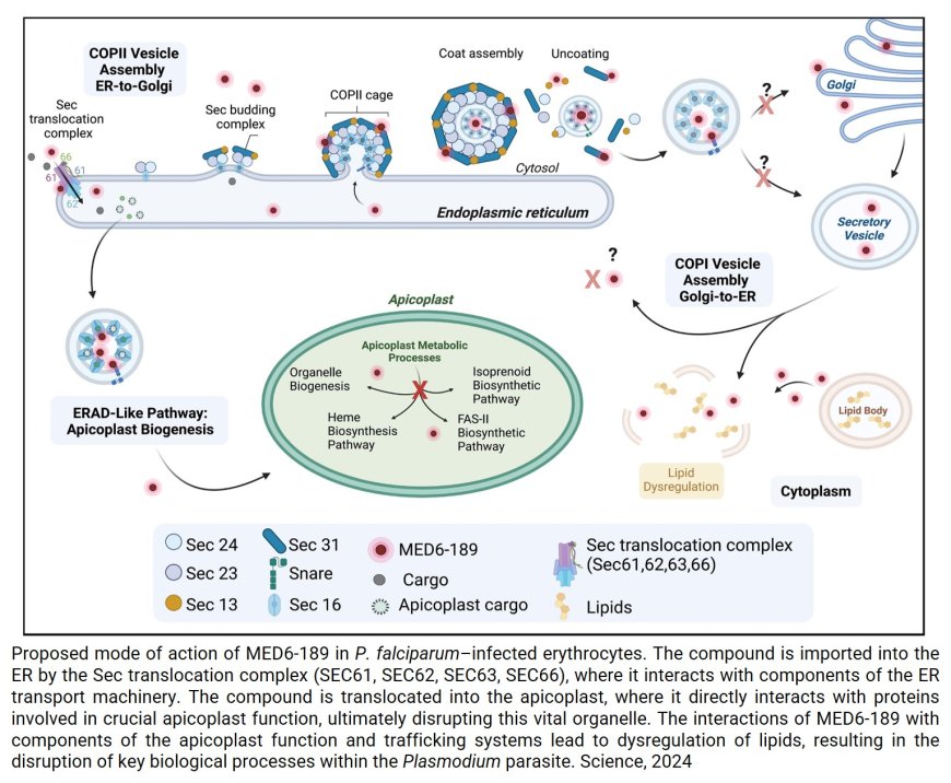 A kalihinol analog disrupts apicoplast function and vesicular trafficking in P. falciparum malaria