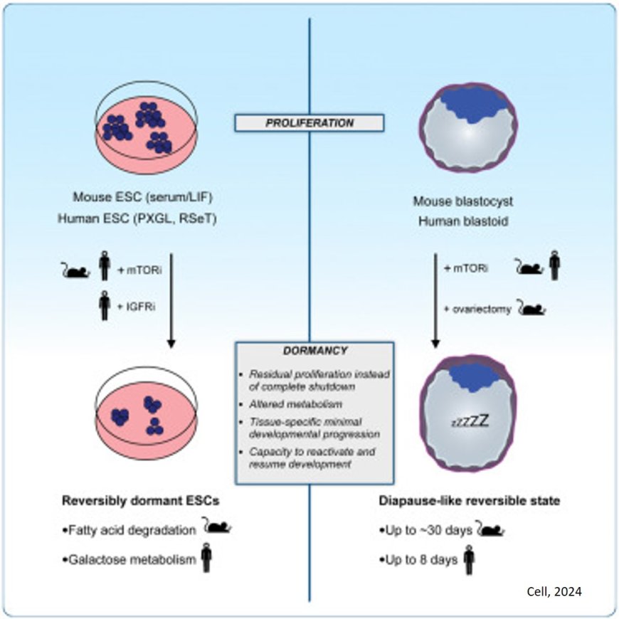 Inhibiting metabolic enzyme to “pause" human development