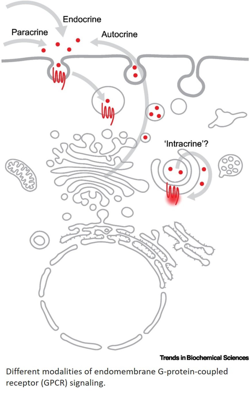 Endomembrane GPCR signaling: 15 years on, the quest continues