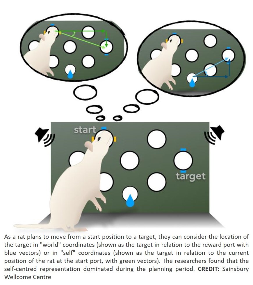 Dual maps of secondary motor cortex discovered!