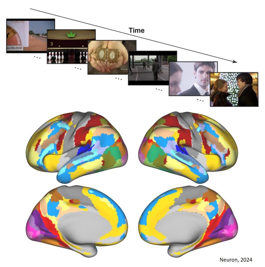 Functional architecture of cerebral cortex during naturalistic movie watching