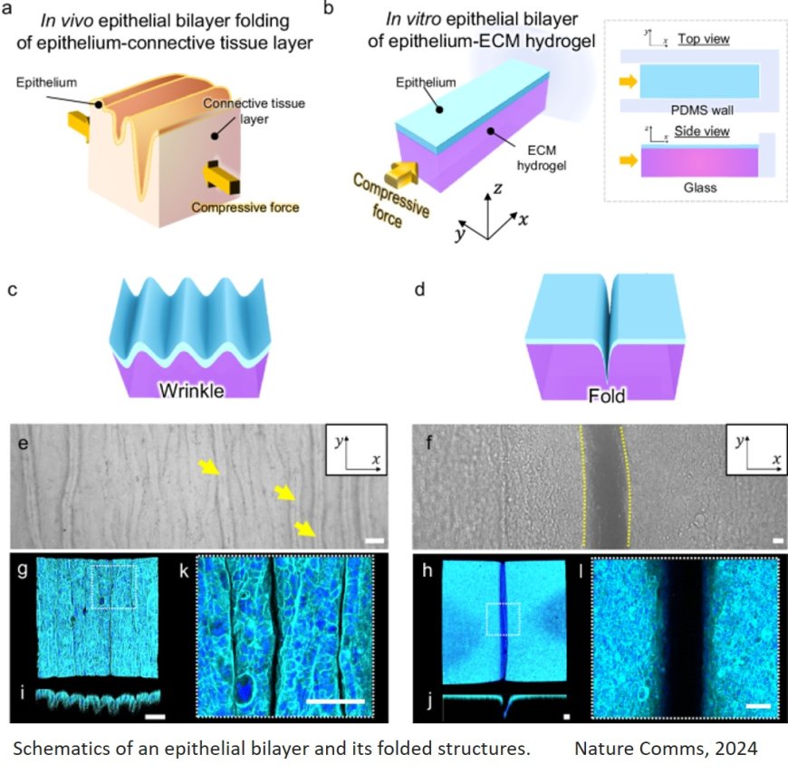 In vitro epithelial wrinkling and wrinkle-to-fold transition