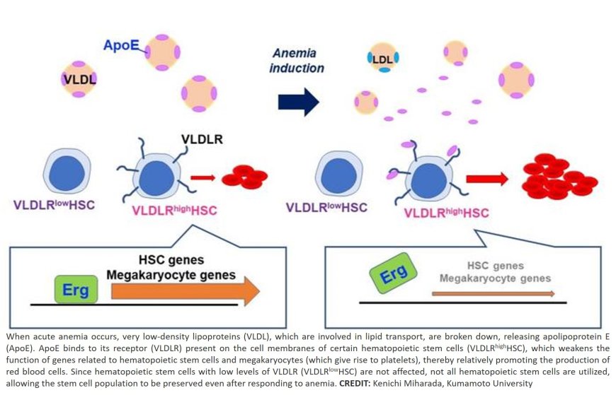 Lipoprotein metabolism mediates hematopoietic stem cell responses under acute anemic conditions