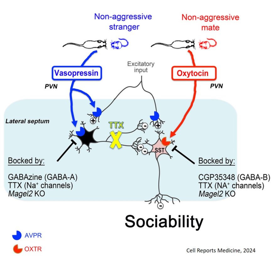 Repressing lateral septum neurons that disable sociability in an autism mouse model