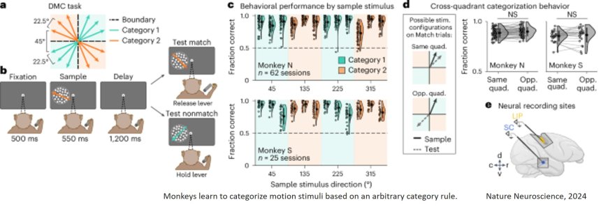 Primate superior colliculus is causally engaged in abstract higher-order cognition