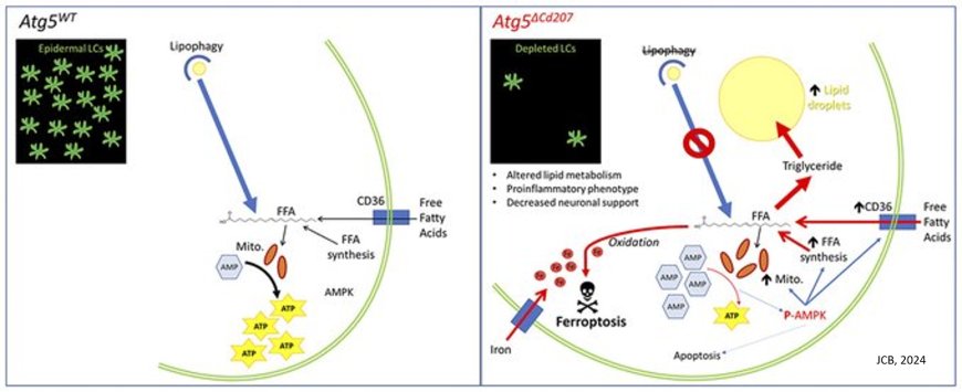 Maintaining epidermal Langerhans cells