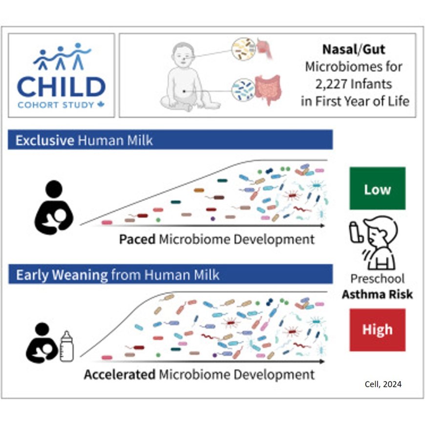 Breastfeeding shapes infant’s microbes and promotes lung health