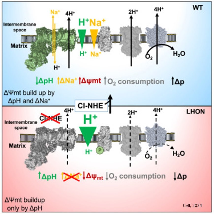 Unexpected involvement of sodium transport in mitochondrial energy generation