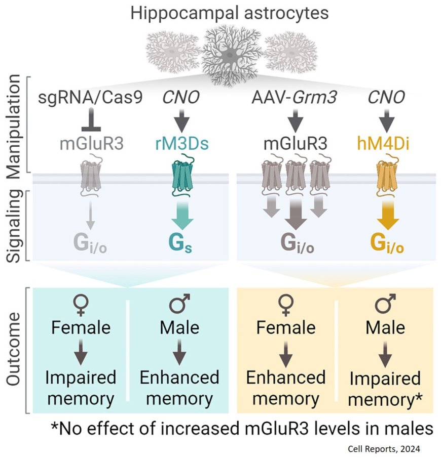 Hippocampal astrocytes induce sex-dimorphic effects on memory