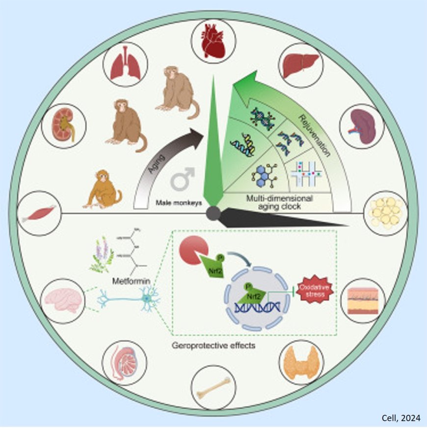 Diabetes drug decelerates aging clock in male monkeys