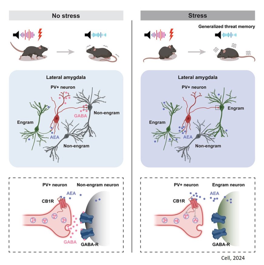 How stress is fundamentally changing our memories