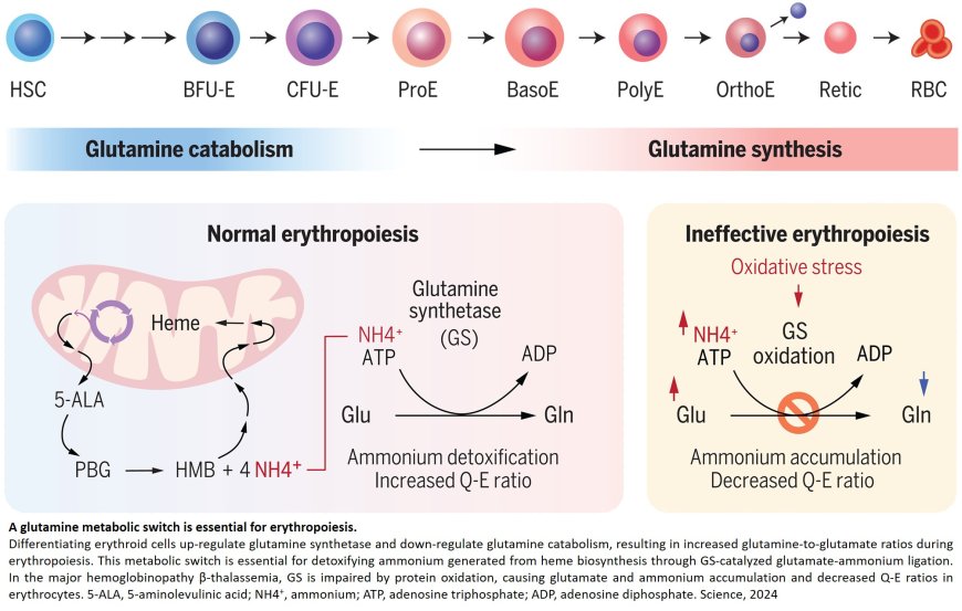 A glutamine metabolic switch in red blood cell development and disease