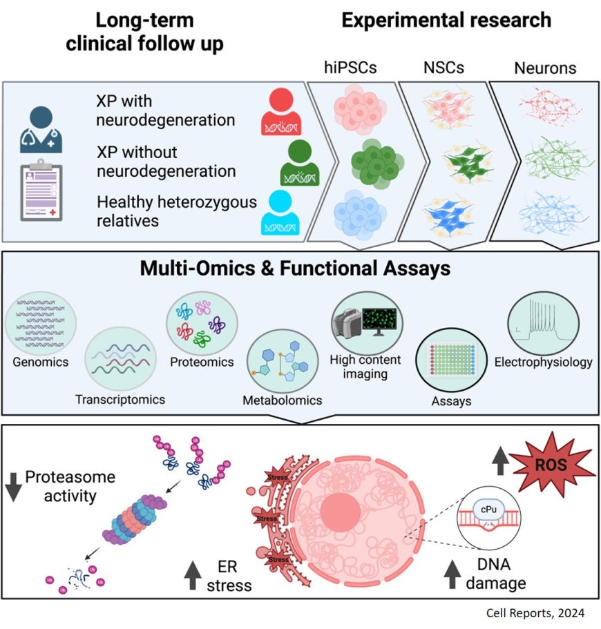 Xeroderma pigmentosum neurodegeneration multiomics using an induced pluripotent stem cell system