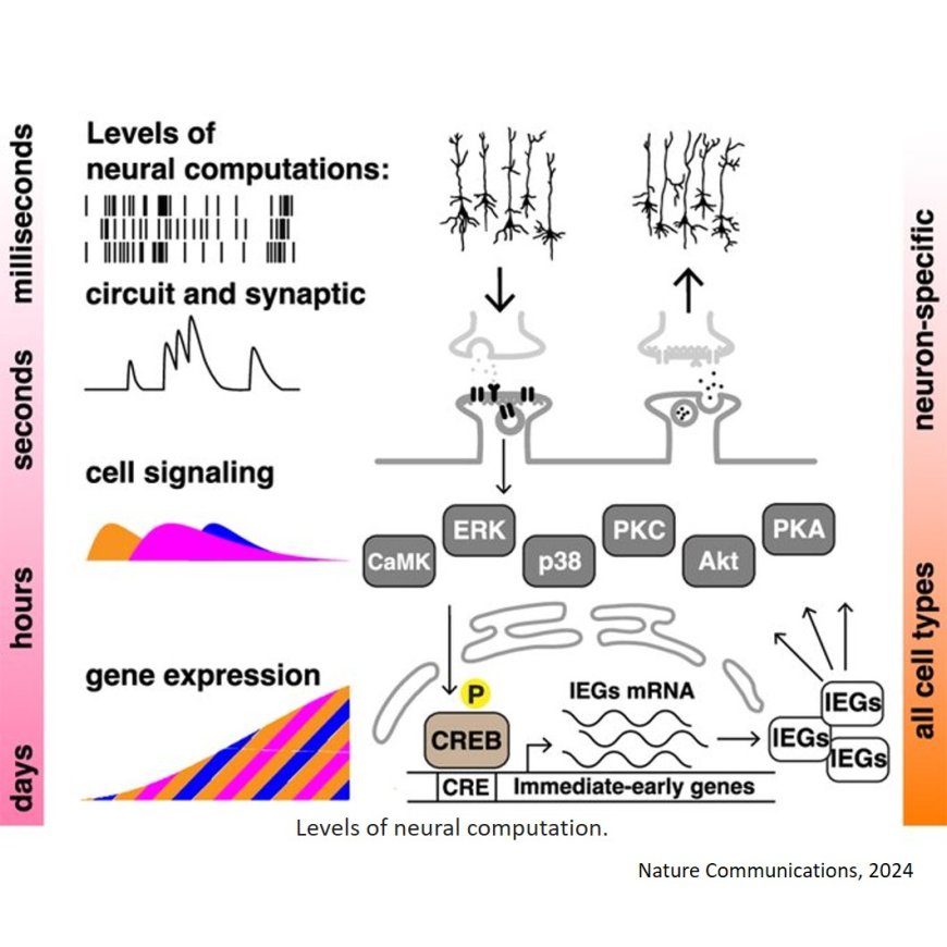 The massed-spaced learning effect in non- neural human cells