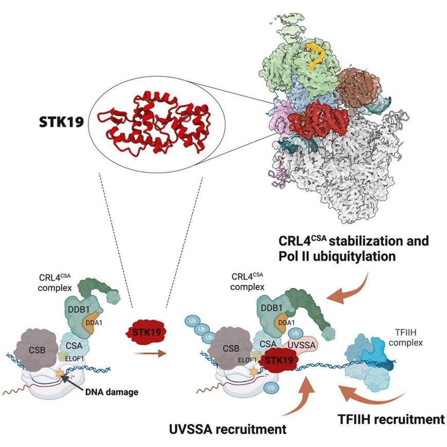 STK19 drives transcription-coupled repair by stimulating repair complex stability, RNA Pol II ubiquitylation, and TFIIH recruitment