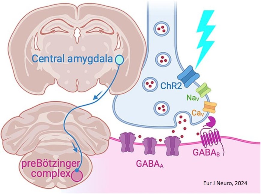 Central amygdala-to-pre-Bötzinger complex neurotransmission is direct and inhibitory