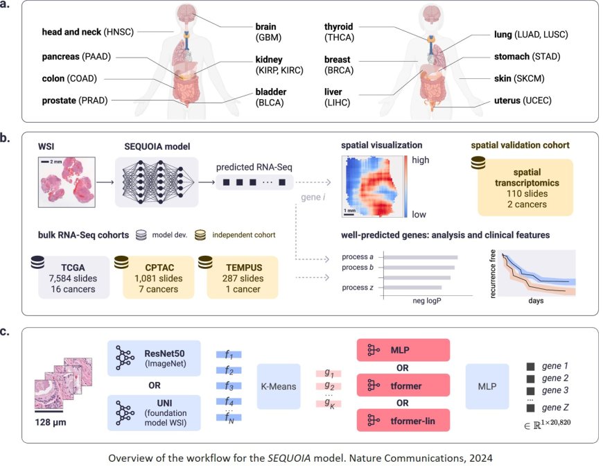 Digital profiling of gene expression from histology images with linearized attention