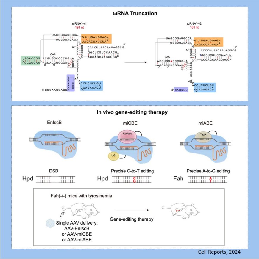 Engineered IscB-uRNA system with improved base editing efficiency for disease correction via single AAV delivery in mice