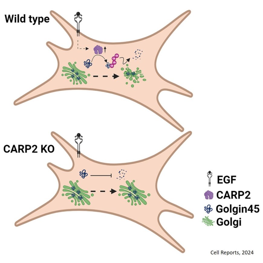 EGF-mediated Golgi dynamics and cell migration require CARP2