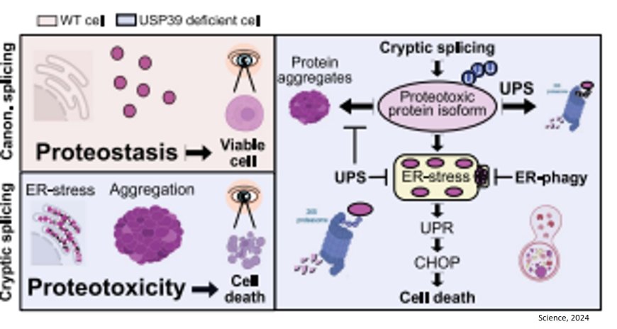 Slow editing of protein blueprints leads to cell death