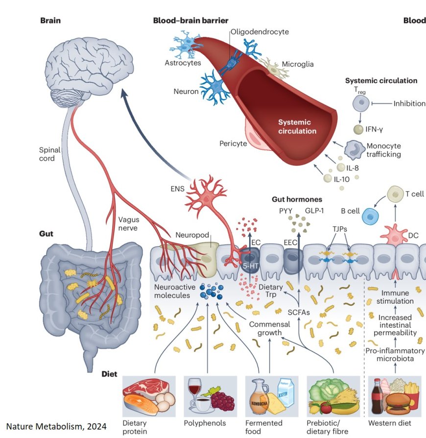 The diet–microbiota–gut–brain axis