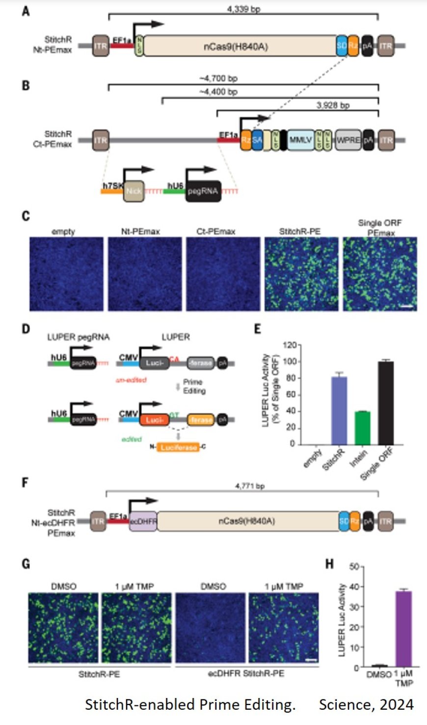 Delivering large gene to treat muscular dystrophies