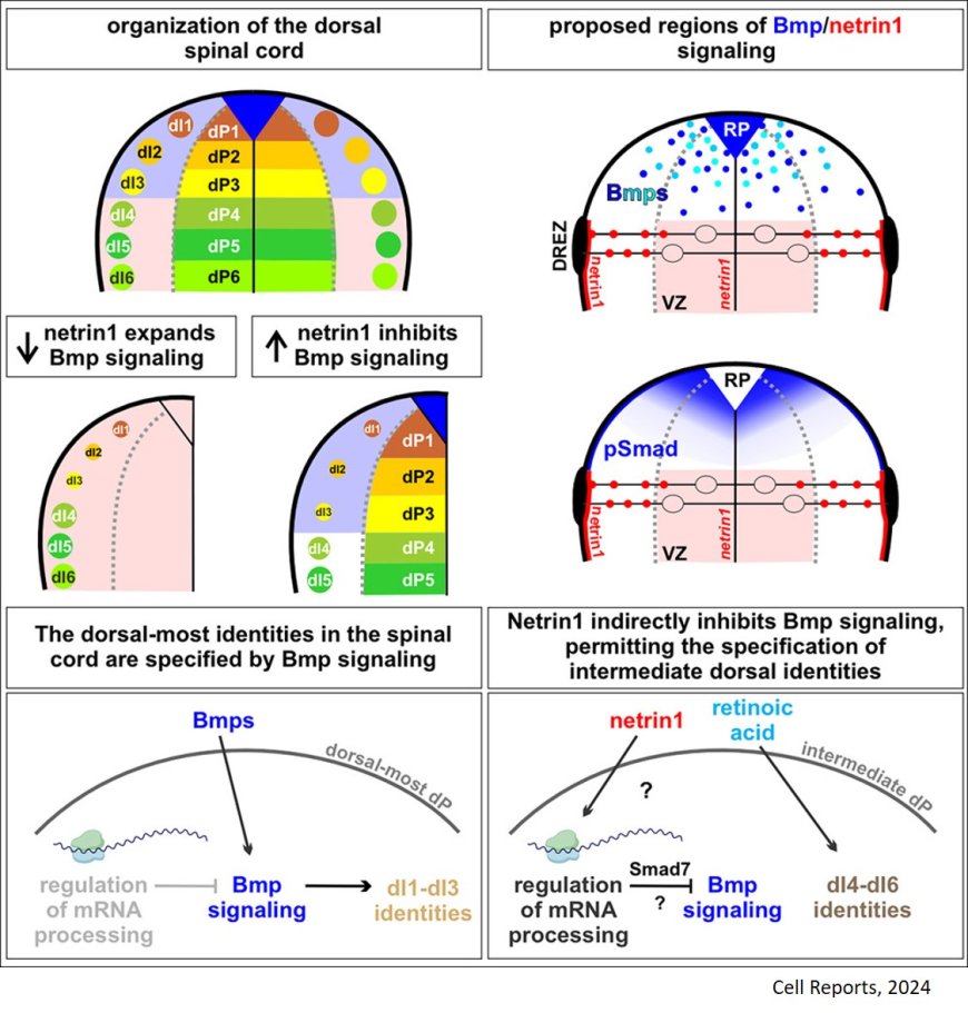 Role of protein netrin1 in spinal cord development