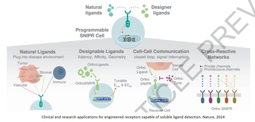 Engineered receptors help the immune system home in on cancer