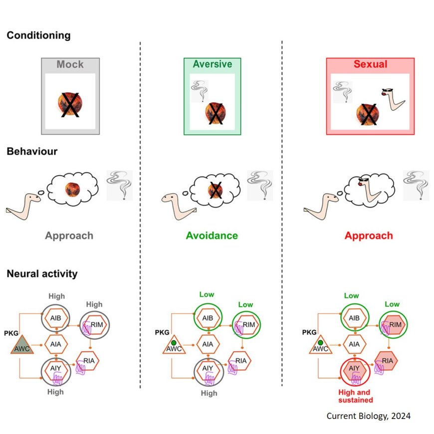 Conflict during learning reconfigures the neural representation of positive valence and approach behavior