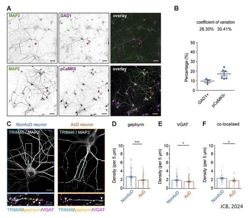 Unveiling the cell biology of hippocampal neurons with dendritic axon origin