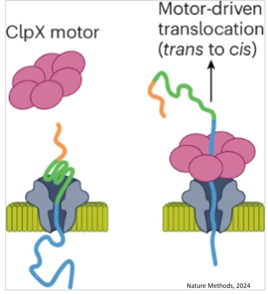 Multi-pass, single-molecule nanopore reading of long protein strands