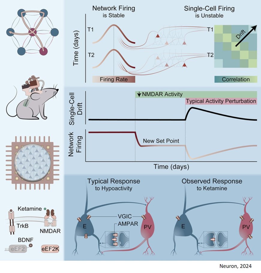 NMDA receptors regulate the firing rate set point of hippocampal circuits without altering single-cell dynamics