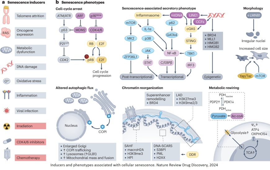 Senescence as a therapeutic target in cancer and age-related diseases