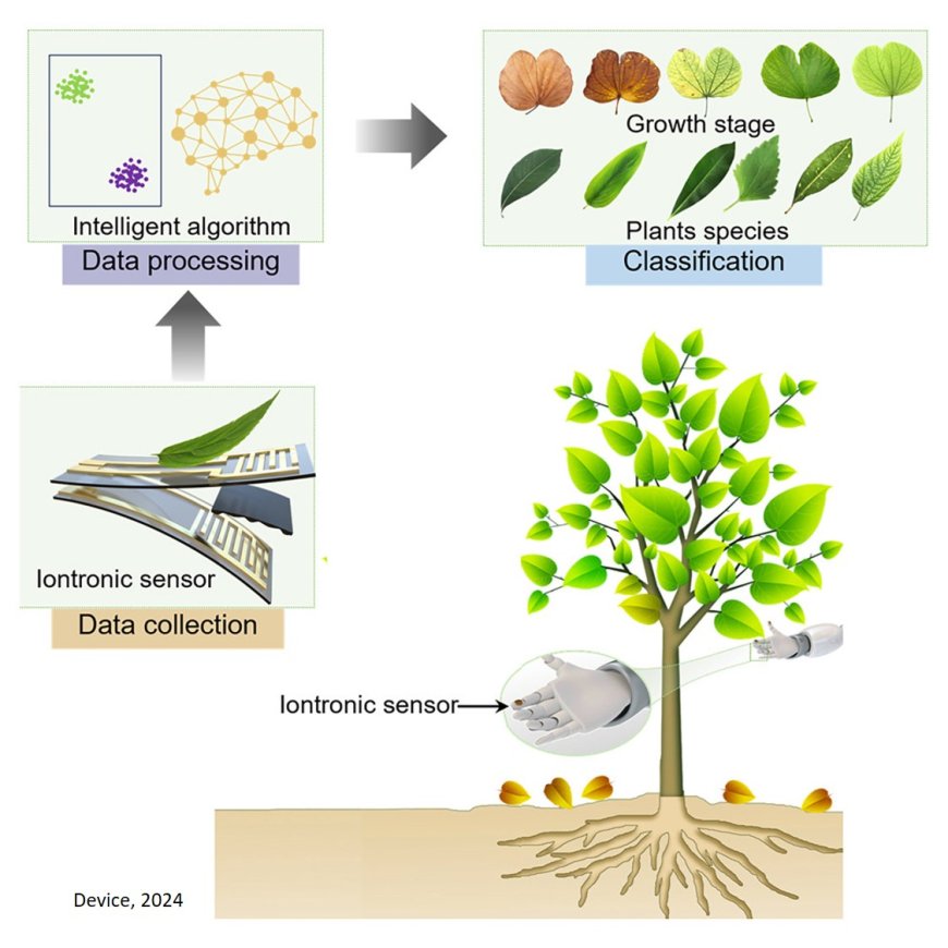 AI coupled iontronic tactile sensory system for plant species and growth-stage classification