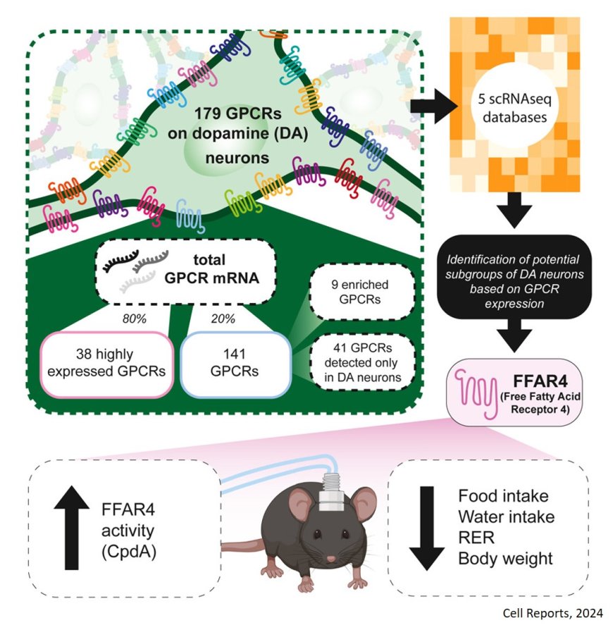 An atlas of GPCRs in dopamine neurons: Identification of the free fatty acid receptor 4 as a regulator of food and water intake