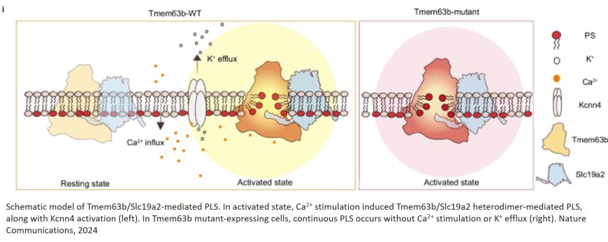 Phospholipid scrambling induced by an ion channel/metabolite transporter complex