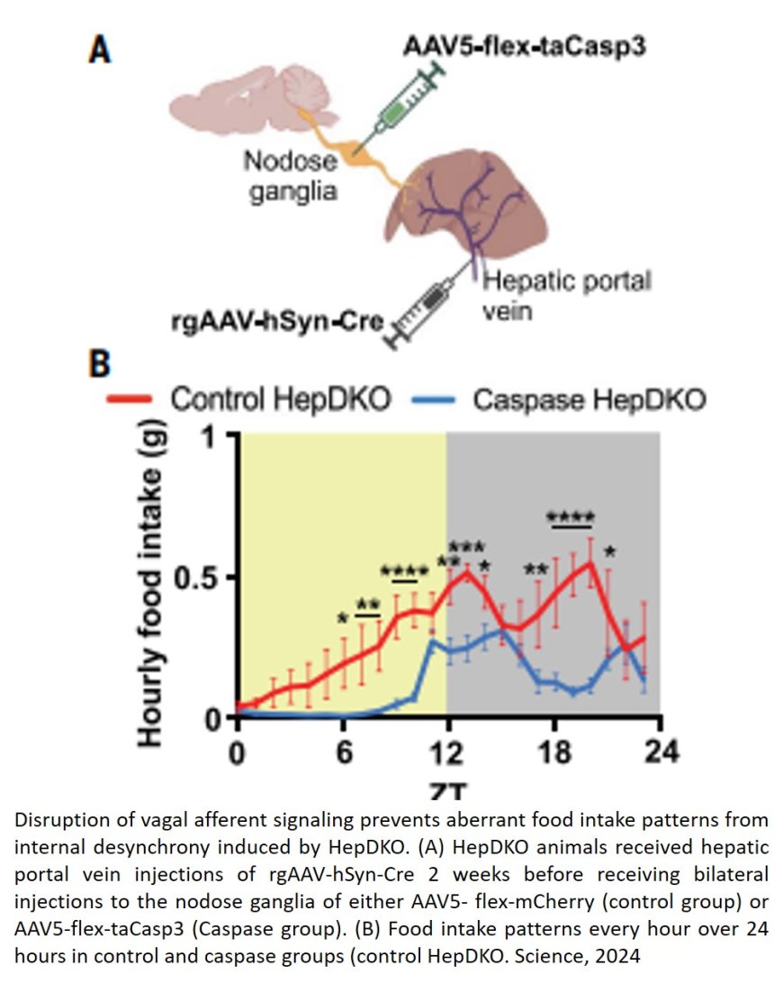 Hepatic vagal afferents convey clock-dependent signals to regulate circadian food intake