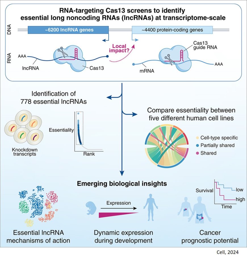 Transcriptome-scale RNA-targeting CRISPR screens reveal essential lncRNAs in human cells