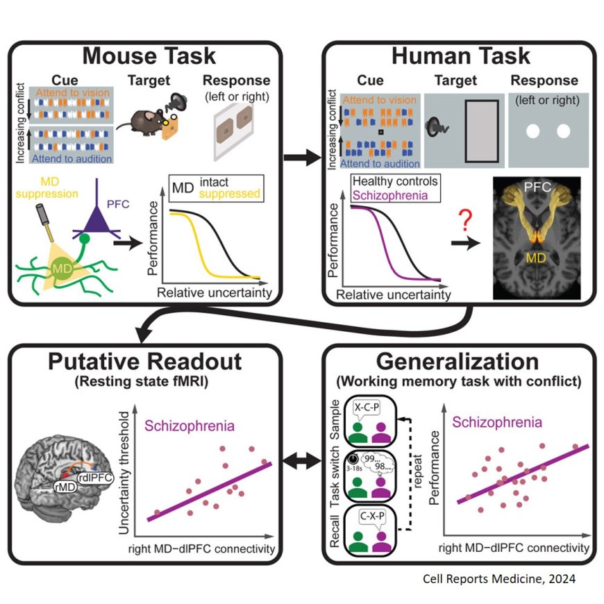 A prefrontal thalamocortical readout for conflict- related executive dysfunction in schizophrenia