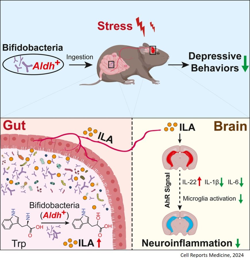 Bifidobacteria with indole-3-lactic acid-producing capacity exhibit psychobiotic potential via reducing neuroinflammation