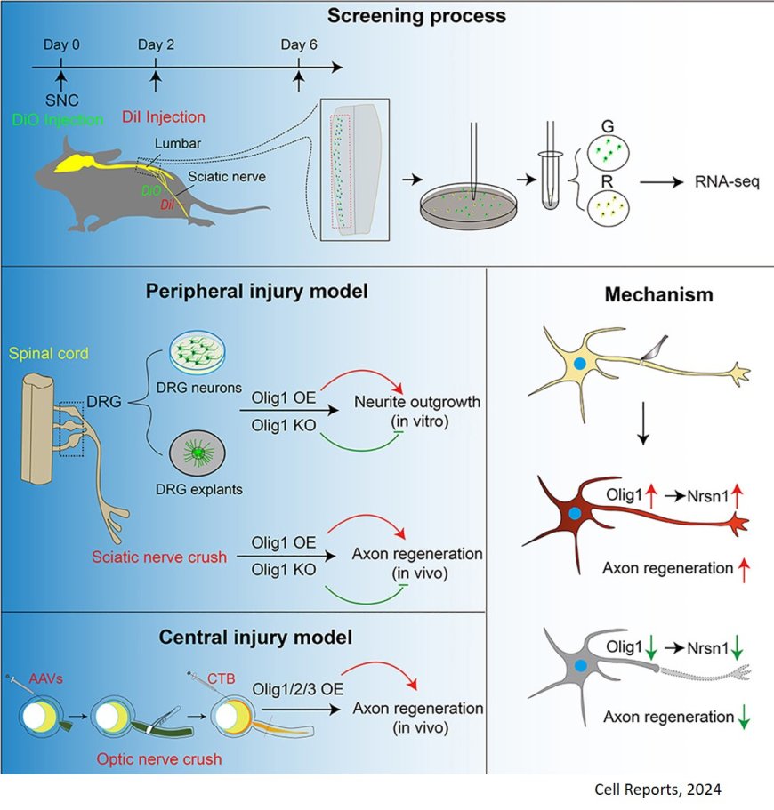 Comparative transcriptomic profiling reveals a role for Olig1 in promoting axon regeneration