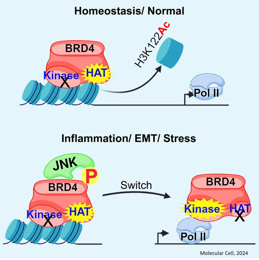 Phosphorylation by JNK switches BRD4 functions