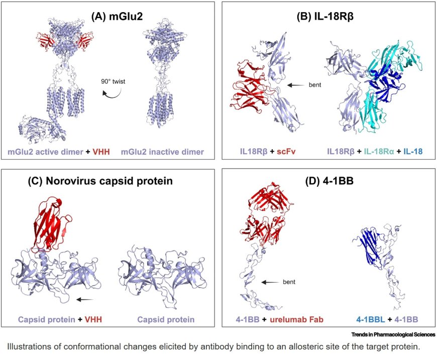 Allosteric antibodies: a novel paradigm in drug discovery