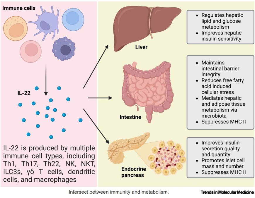 Harnessing IL-22 for metabolic health: promise and pitfalls