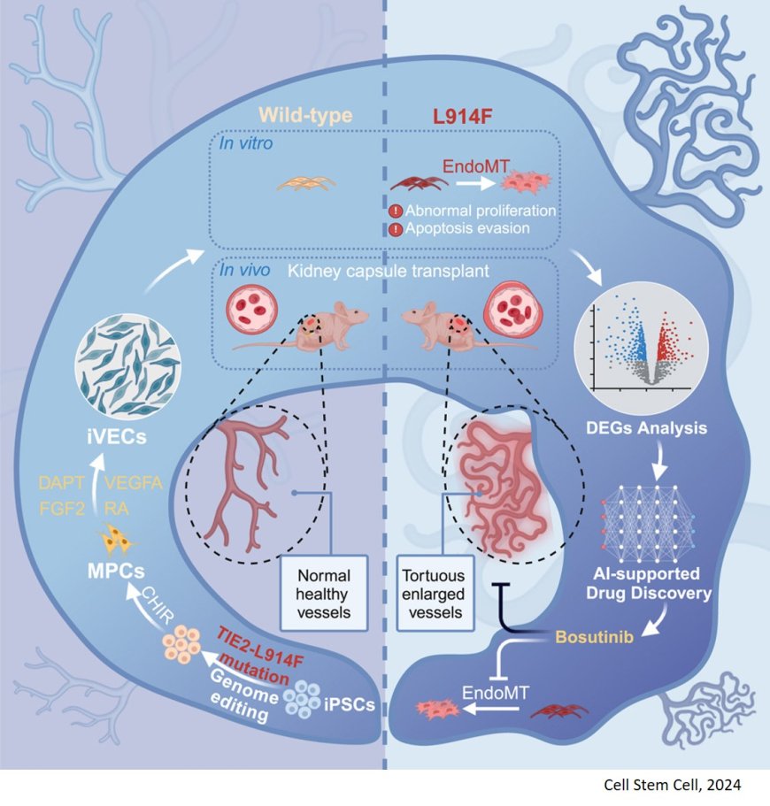 Generation of iPSC-derived human venous endothelial cells for the modeling of vascular malformations and drug discovery