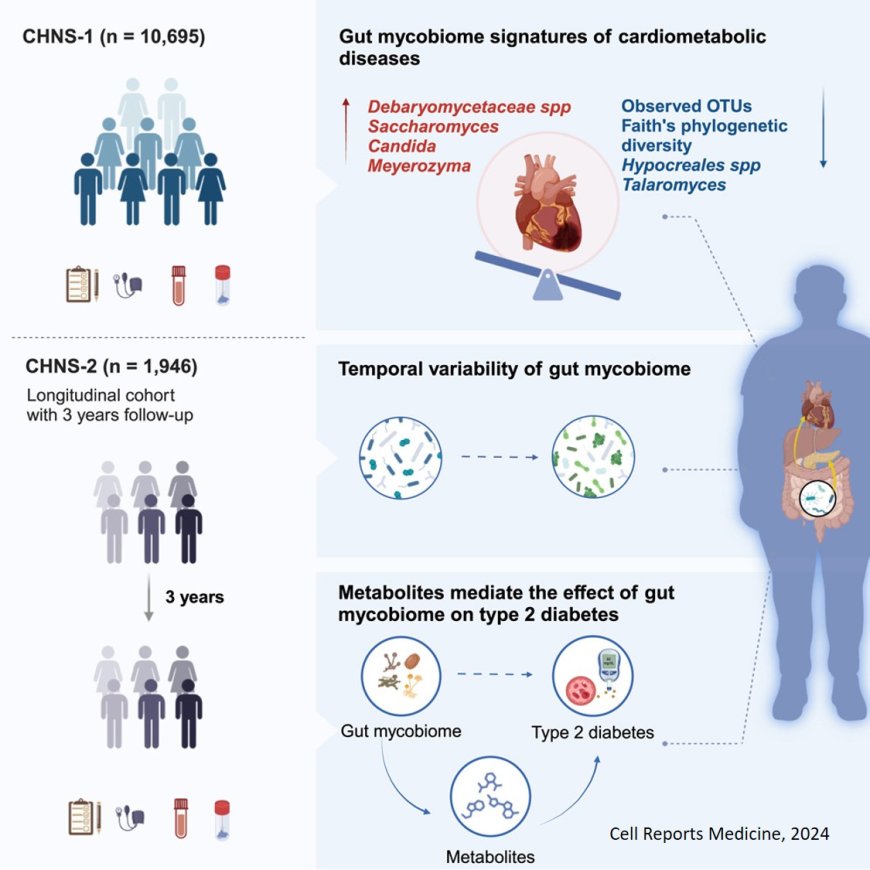 The temporal dynamics of the gut mycobiome and its association with cardiometabolic health in a nationwide cohort of 12,641 Chinese adults