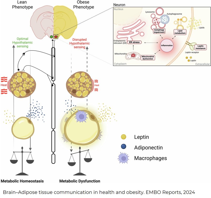 Interplay between the brain and adipose tissue: a metabolic conversation