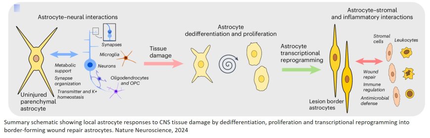 Astrocyte reprograming at the border of spinal cord injury or stroke