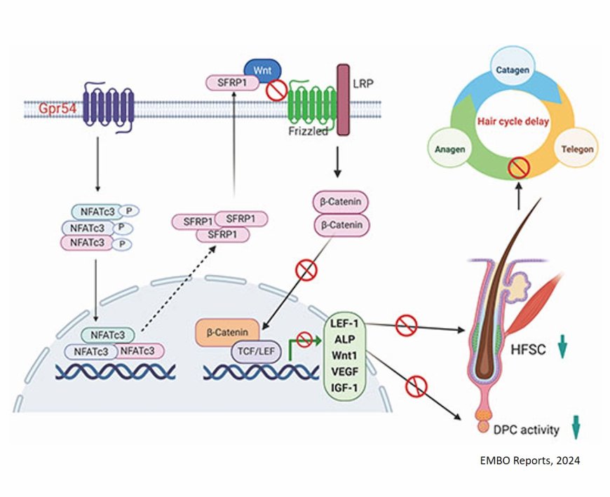 Gpr54 deletion accelerates hair cycle and hair regeneration